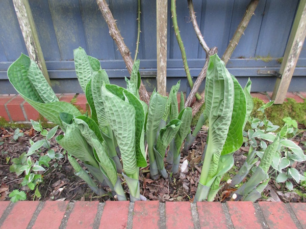 <i>Hosta Sieboldiana</i>