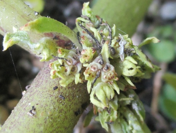 Jaborosa sativa flowers