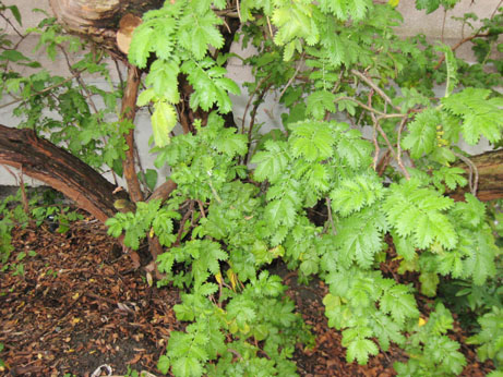 Leucosidea sericea close-up photo