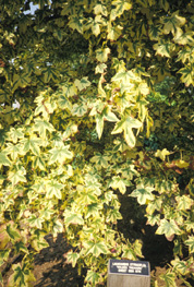 'Golden Treasure' sweetgum photo