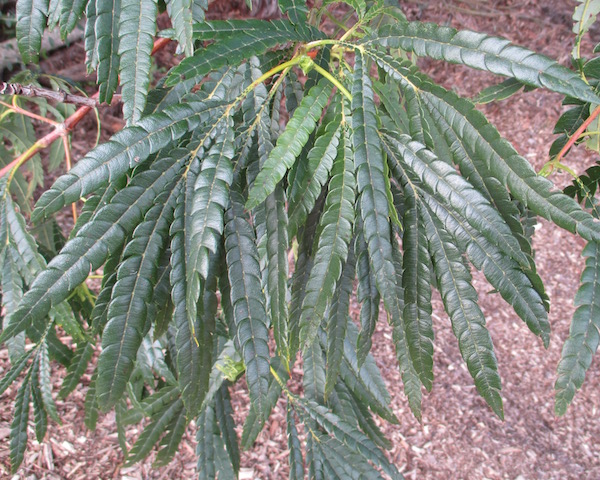 <i>Lyonothamnus</i>