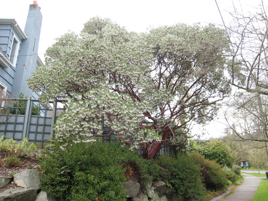 Manzanita photo