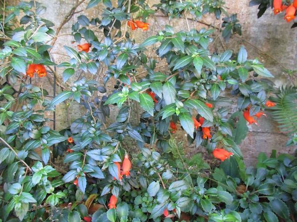 <i>Mitraria coccinea</i>