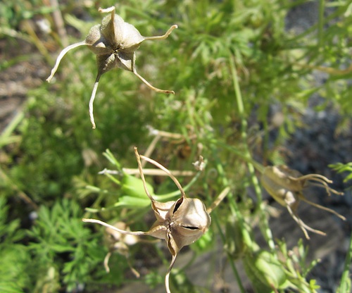 Nigella sativa seed capsules