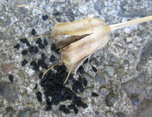 Nigella sativa spilled seeds