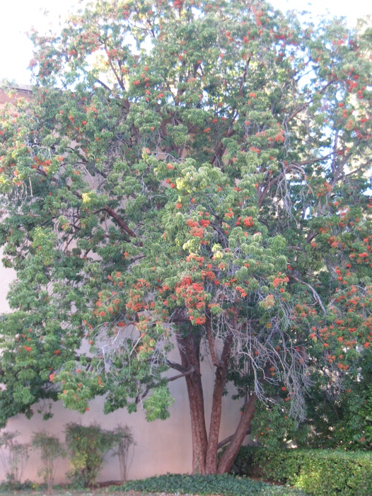 Photinia Davidsoniæ