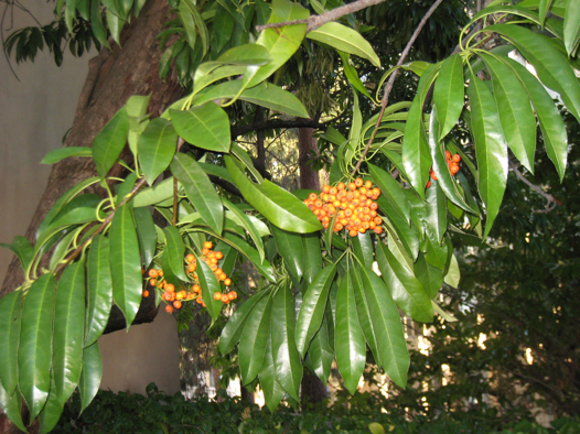 Photinia Davidsoniæ Berkeley Campus photo