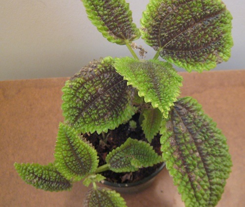 Pilea involucrata Moon Valley