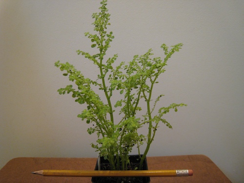 Pilea microphylla