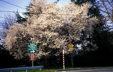 giant Pissard plum tree March 1988