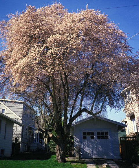 Pissard Plum March bloom