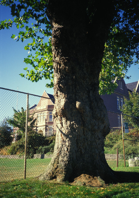 Adams School Planetree June 1990