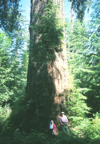 Douglas Fir photo