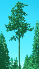 Douglas Fir photo