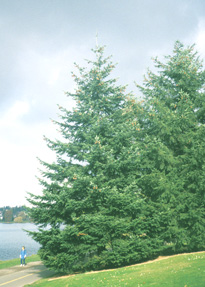 Douglas Fir photo