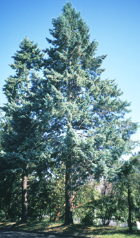 Douglas Fir photo