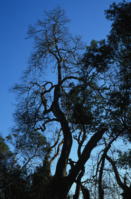 ancient Garry oak at Martha Washington Park