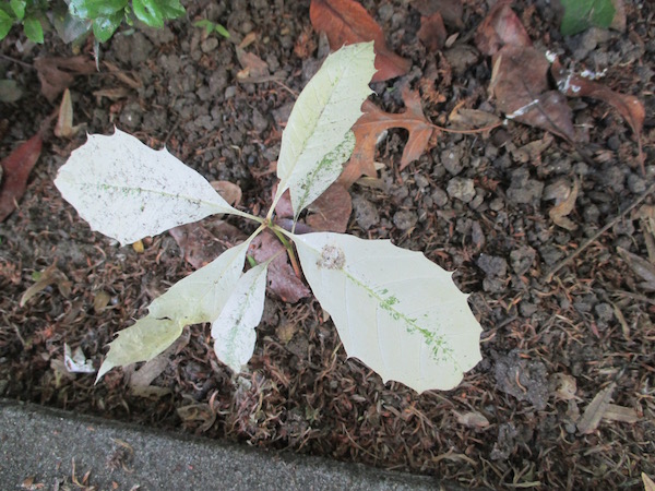 Quercus rubra