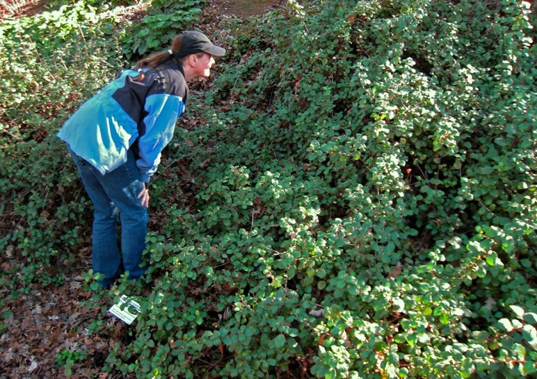 Ribes viburnifoliumn photo