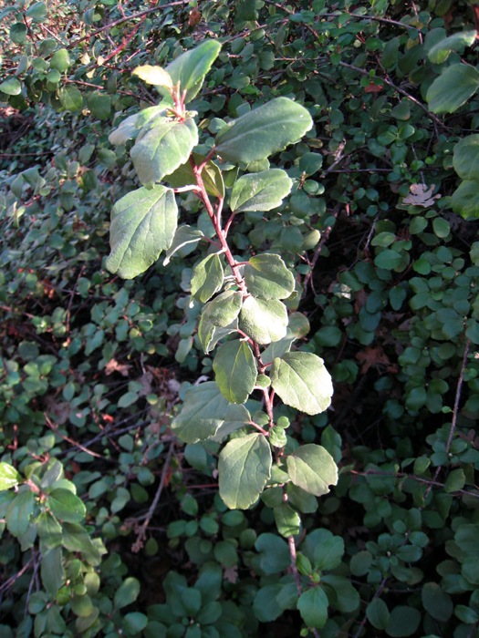 Ribes viburnifoliumn photo