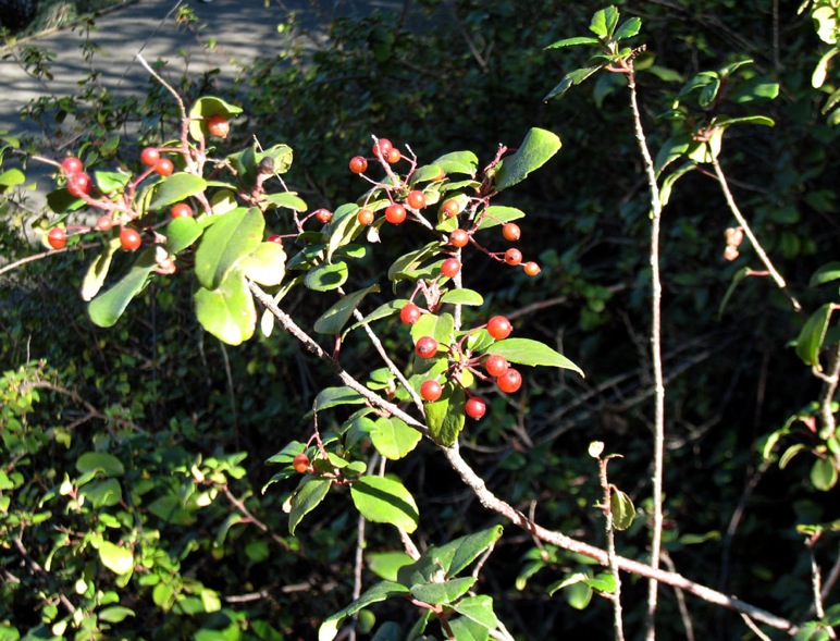 Ribes viburnifoliumn photo