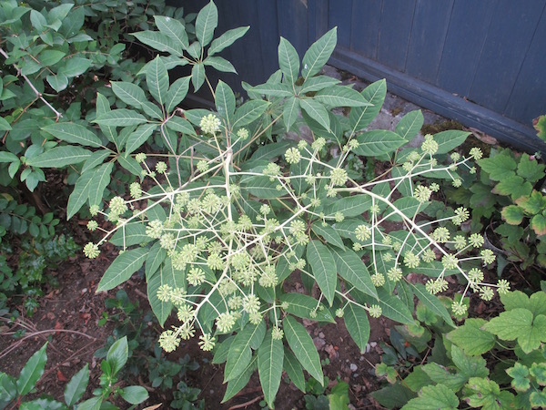 <i>Schefflera brevipedicellata</i>