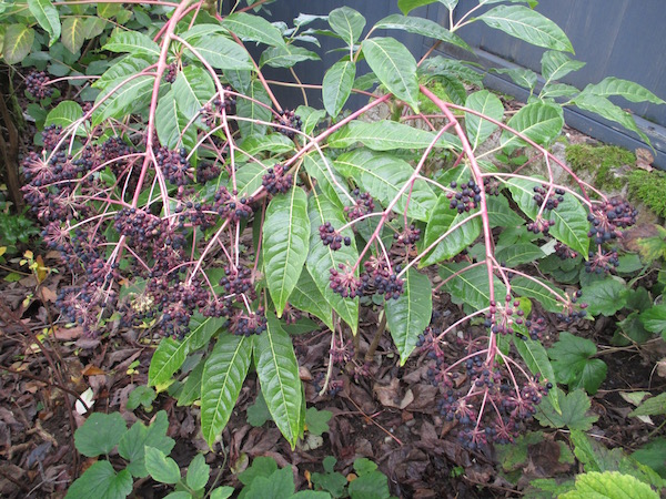 <i>Schefflera brevipedicellata</i>