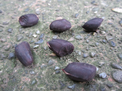 Schronce's Deep Black peanuts