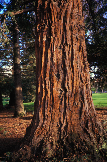 Coast Redwood trunk