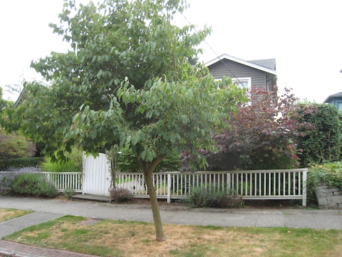 Styrax Hemsleyanus street-tree