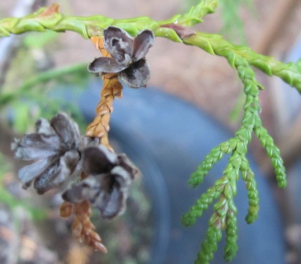 Thuja sutchuenensis foliage and cones