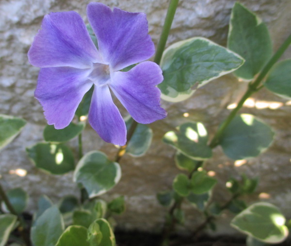 silver variegated Vinca major