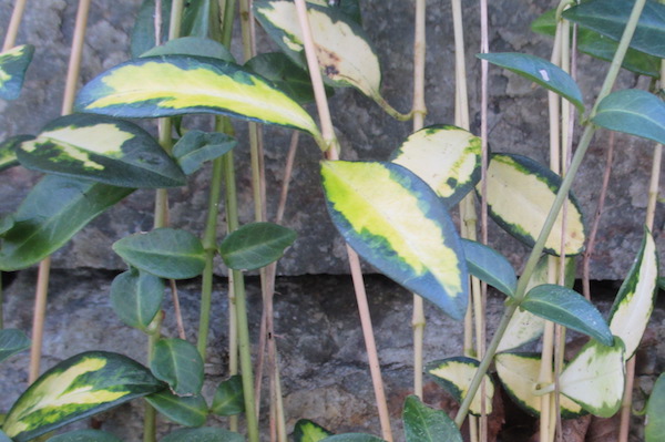 Vinca minor gold variegated