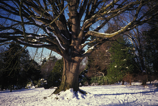 Volunteer Park bigleaf maple in snow