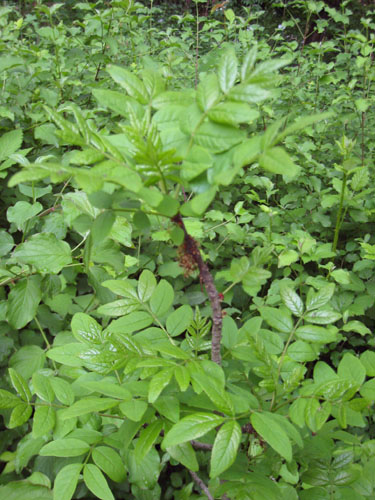 <i>Zanthoxylum americanum</i>