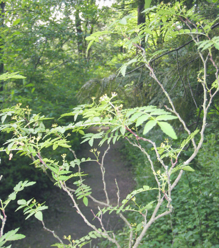 <i>Zanthoxylum piperitum</i>