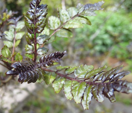 <i>Zanthoxylum piperitum</i> purple