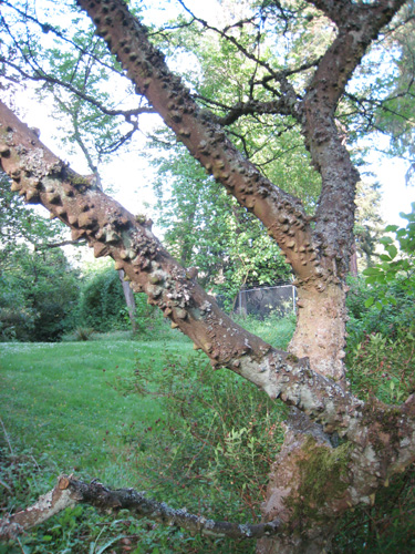 <i>Zanthoxylum simulans</i> trunk