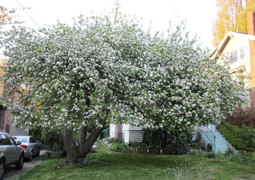huge apple tree