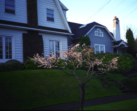 Autumn-blooming Cherry