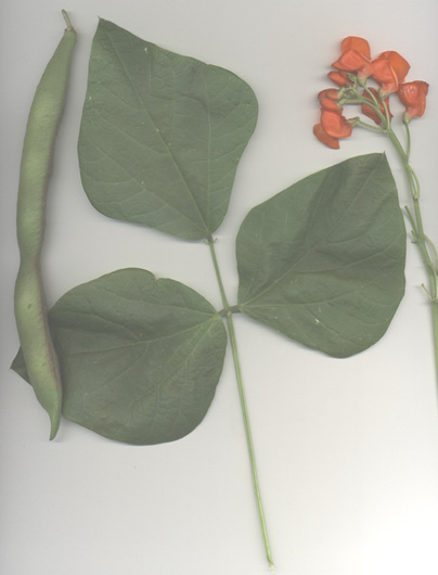 Scarlet Runner Bean scan