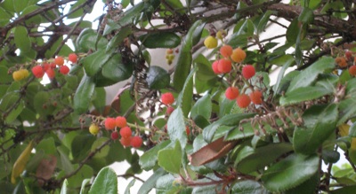 Comarostaphylis diversifolia berries