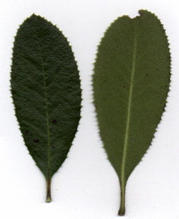 Comarostaphylis diversifolia