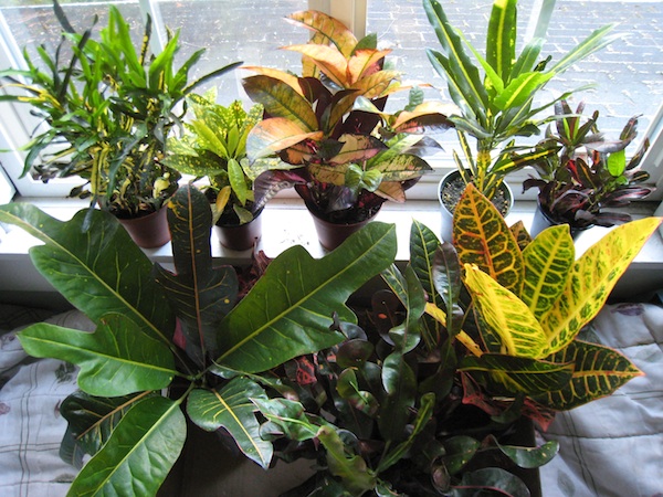 8 cultivars of Croton