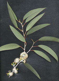 eucalyptus photo