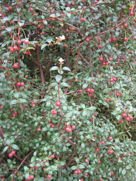 Chilean guava berries