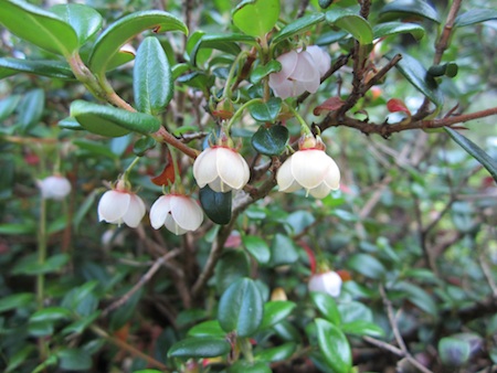 Chilean guava flowers