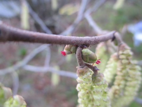 hazel flowers