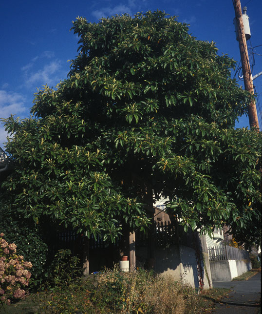 loquat tree Oct. 2002