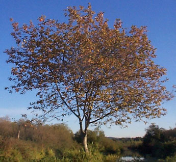 <i>rhamnus</i> photo